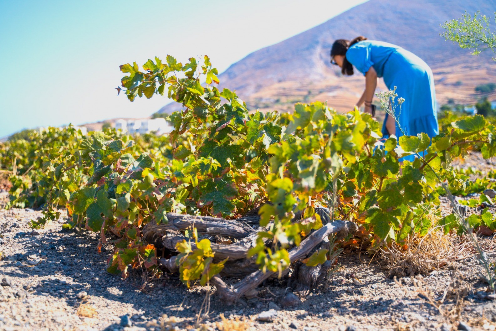 KT (6 hours): [Santorini] Trails of Santorini History and Wine Small Group Tour
