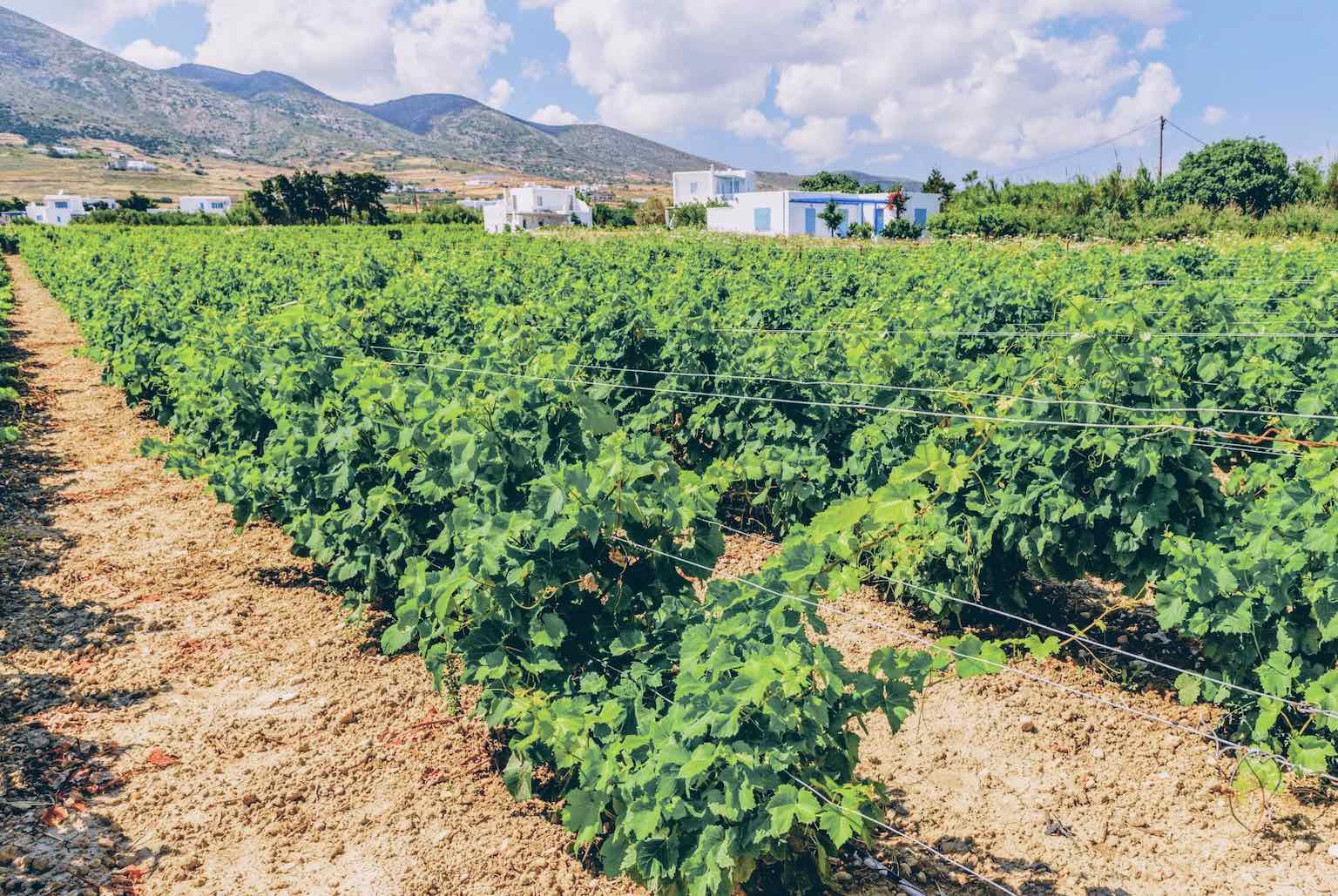 Private tour - A private Vineyard and Wine tour in Paros